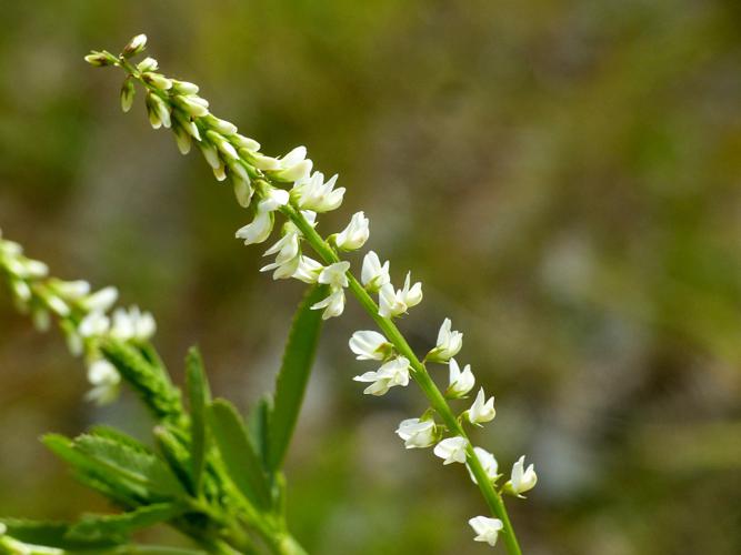 Mélilot blanc (Melilotus albus) © Morvan Debroize