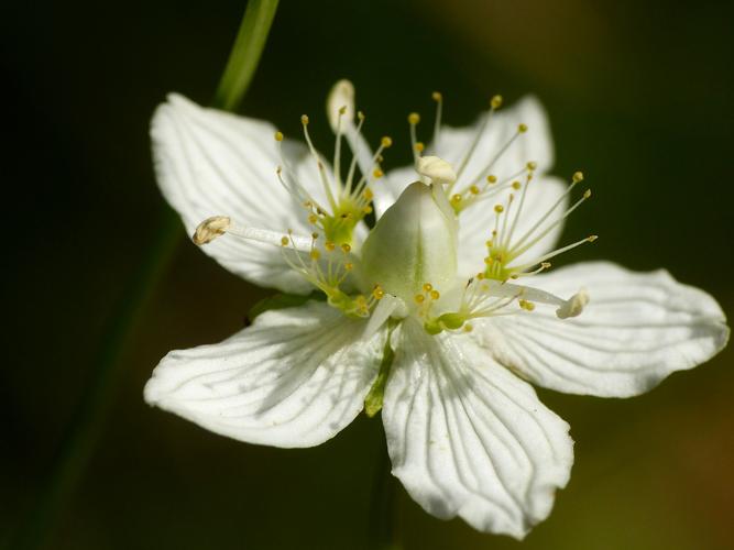 Parnassie des marais (Parnassia palustris) © Morvan Debroize