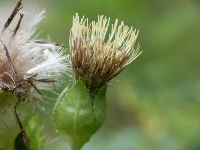 Cirse des maraicher (Cirsium oleraceum) © Morvan Debroize