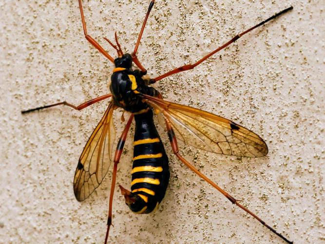 Ctenophora flaveolata, femelle © Anne Allart-Mury