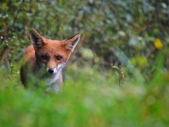 Renard roux (Vulpes vulpes) © Arnaud Lerondeau