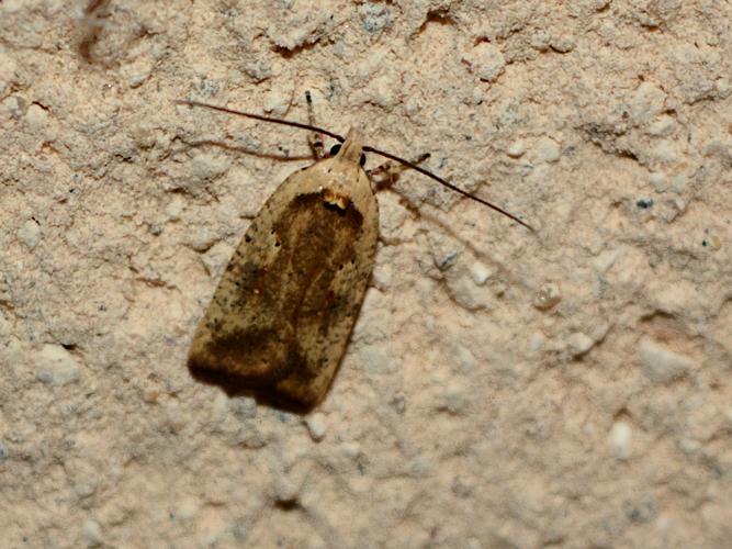 Agonopterix nervosa © Christina Bot