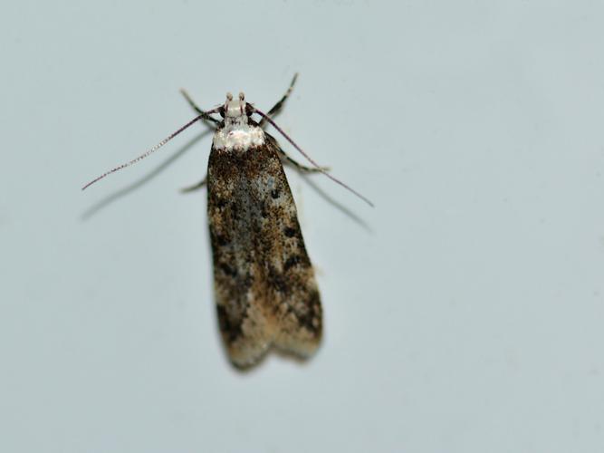 Endrosis sarcitrella © Christina Bot