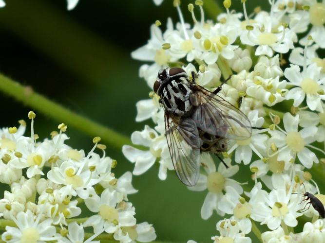 Graphomya maculata © Christina Bot