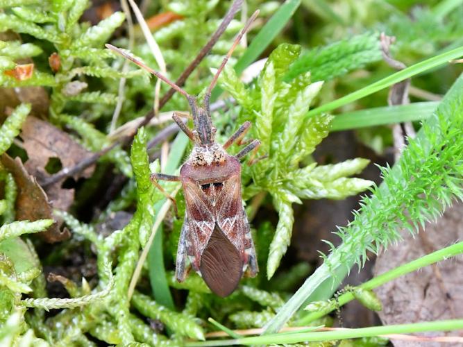 Punaise américaine (Leptoglossus occidentalis) © Christina Bot