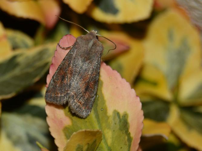 Orthosie variable (Orthosia incerta) © Christina Bot