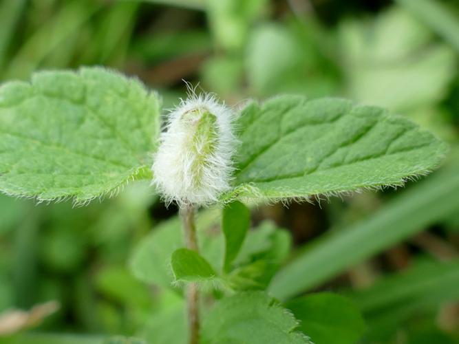 Jaapiella veronicae, galle sur Veronica chamaedrys © François Lévêque