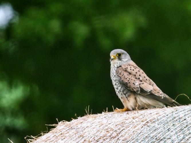 Faucon crécerelle (Falco tinnunculus) © Arnaud Lerondeau