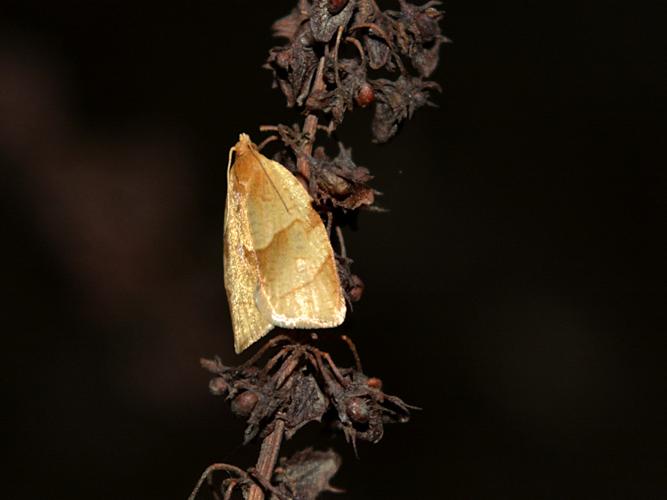 Clepsis des bosquets (Le) (Clepsis rurinana) © Christina Bot