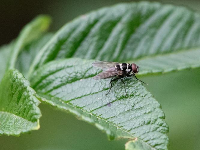 Limnophora obsignata © Gordon Sheret