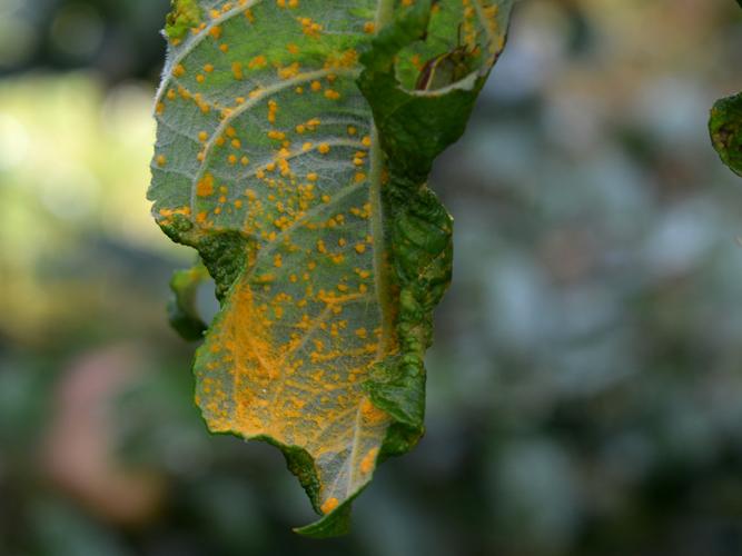 Melampsora epitea, sur Salix sp. © Chrsitina Bot