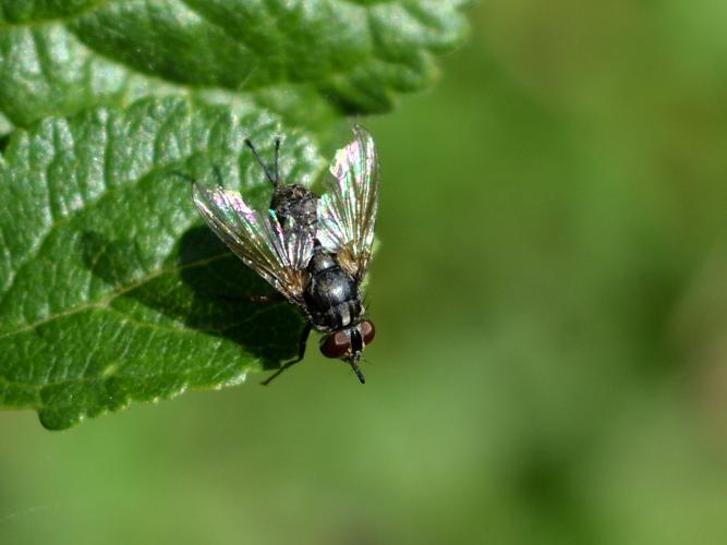 Stomoxys calcitrans © Christina Bot