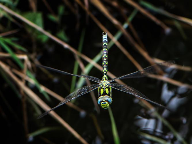 Aeschne bleue (Aeshna cyanea) © Gordon Sheret