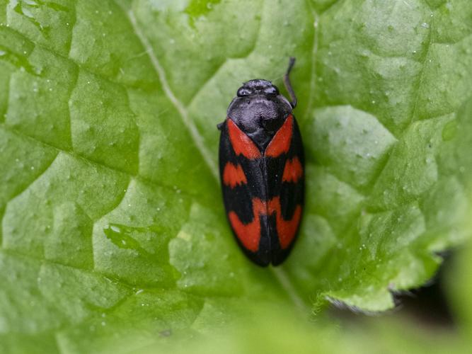 Crachat de coucou (Cercopis vulnerata) © Gordon Sheret