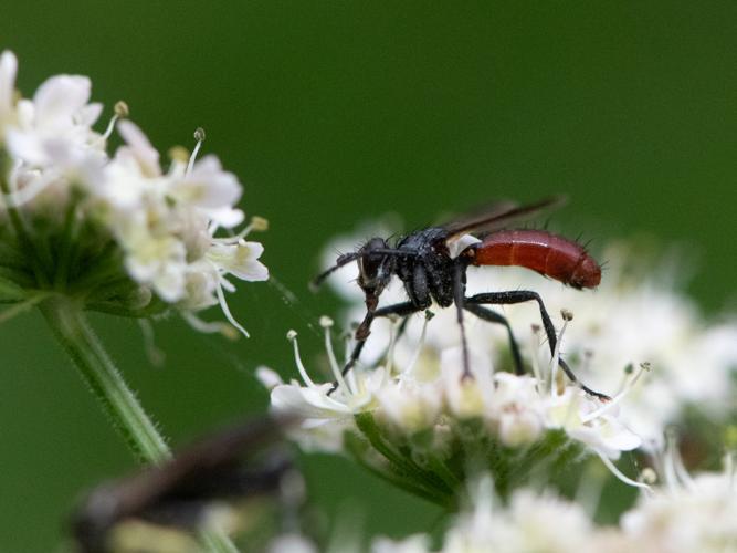 Cylindromyia bicolor © Gordon Sheret