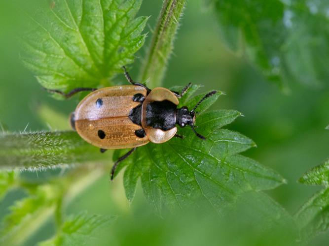Silphe à quatre points (Dendroxena quadrimaculata) © Gordon Sheret