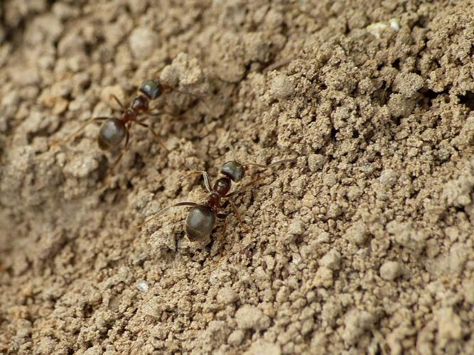 Fourmi toute brune (Formica fusca) © Morvan Debroize