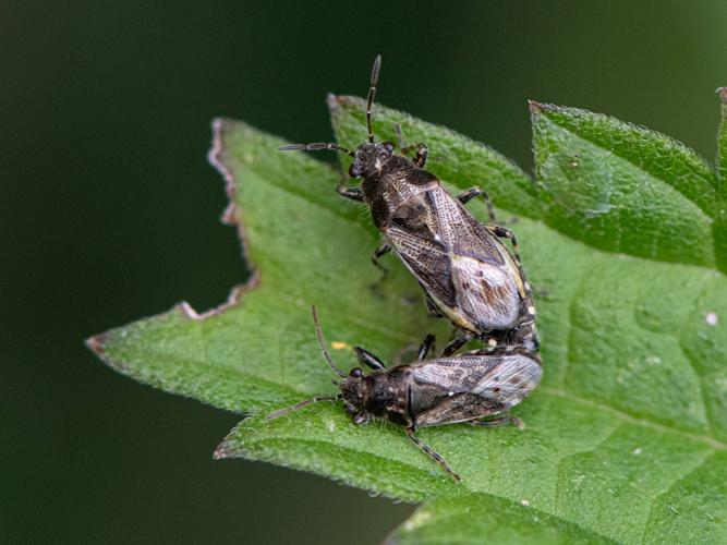 Hétérogaster de l'ortie (Heterogaster urticae) © Gordon Sheret