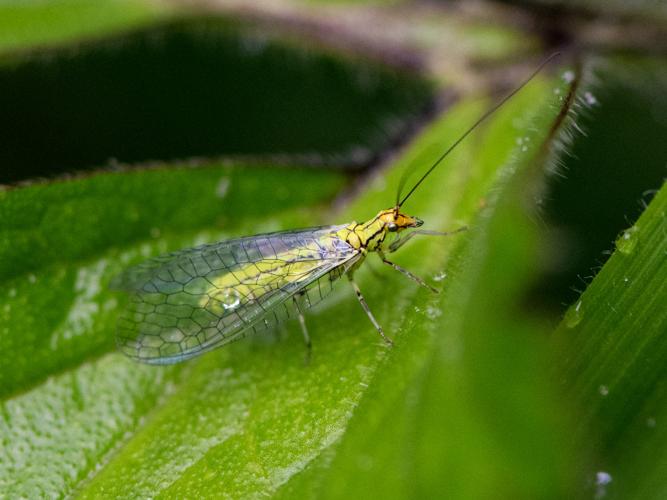 Hypochrysa elegans © Gordon Sheret