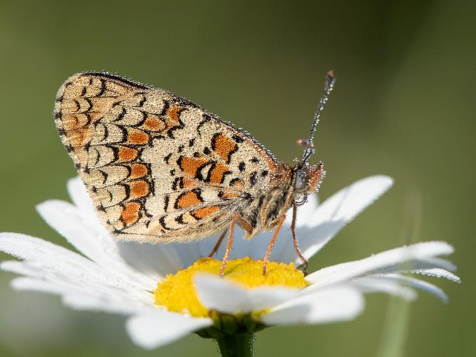 Mélitée des Centaurées (La) (Melitaea phoebe) © Gordon Sheret