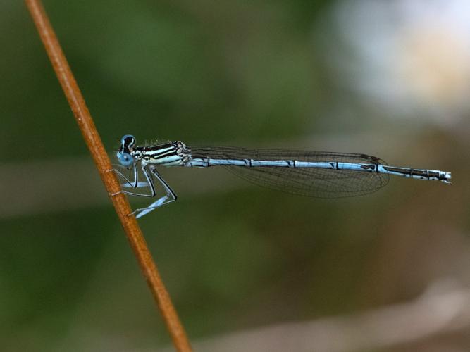 Agrion à larges pattes (Platycnemis pennipes), mâle © Gordon Sheret