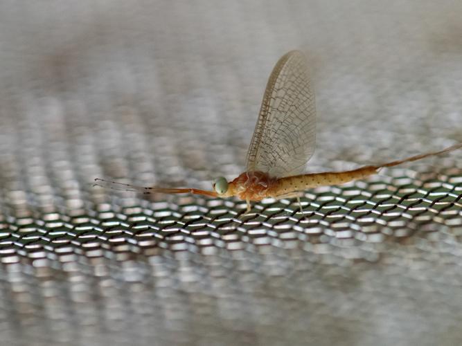 Potamanthus luteus © Gordon Sheret