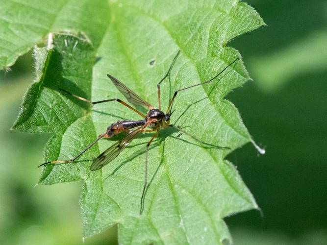 Ptychoptera albimana © Gordon Sheret