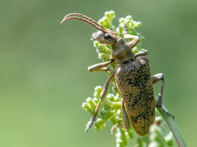 Rhagie sycophante (Rhagium sycophanta) © Gordon Sheret