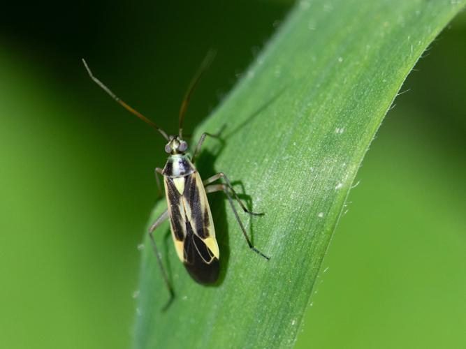 Stenotus binotatus © Gordon Sheret