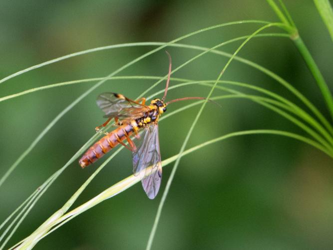 Tenthredopsis nassata © Gordon Sheret