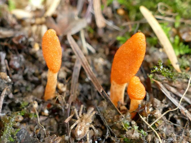Cordyceps militaire (Cordyceps militaris) © Lévêque François