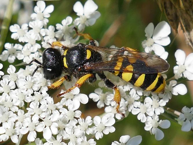 Crabro cribrarius © Lévêque François