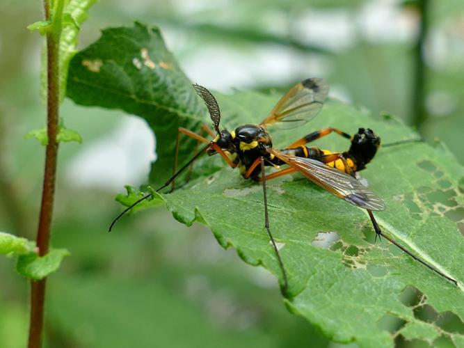 Ctenophora festiva © Lévêque François