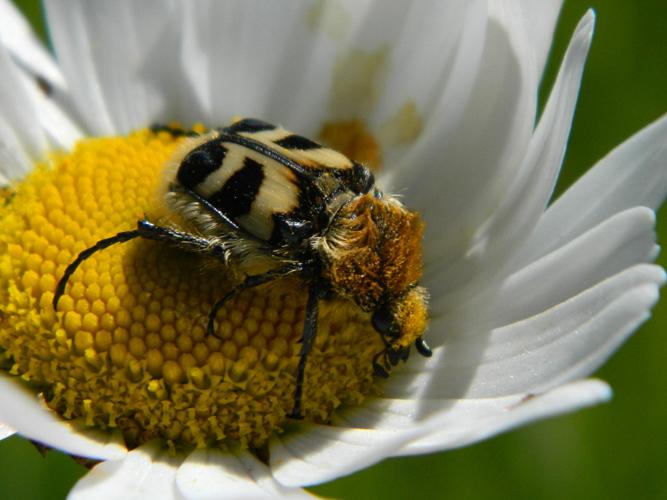 Trichie fasciée (Trichius fasciatus) © Morvan Debroize