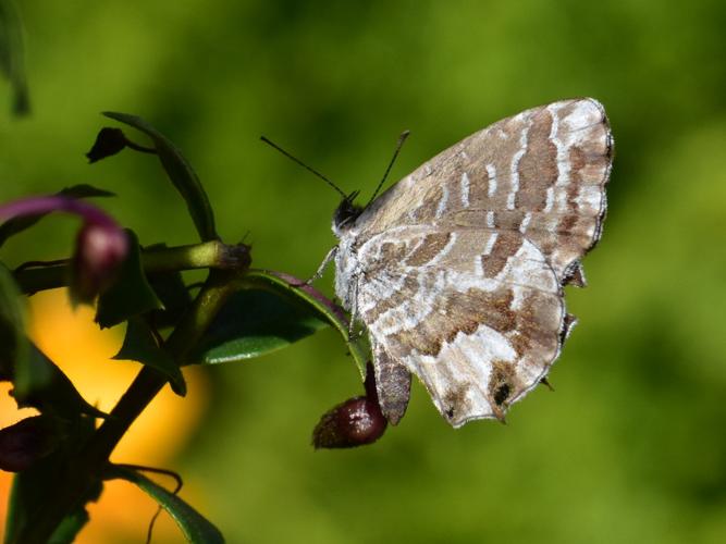 Brun du pélargonium (Le) (Cacyreus marshalli) © Sophie Madec