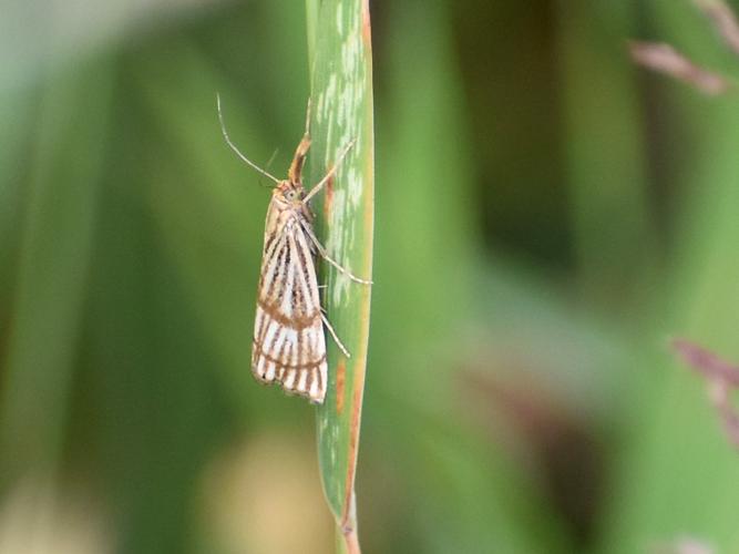 Chrysocrambus linetella © Sophie Madec