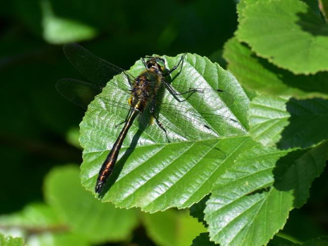 Cordulie bronzée (Cordulia aenea), mâle © Sophie Madec