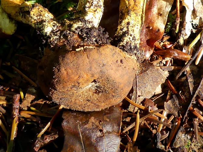 Truffe des cerfs (Elaphomyces granulatus) © Morvan Debroize