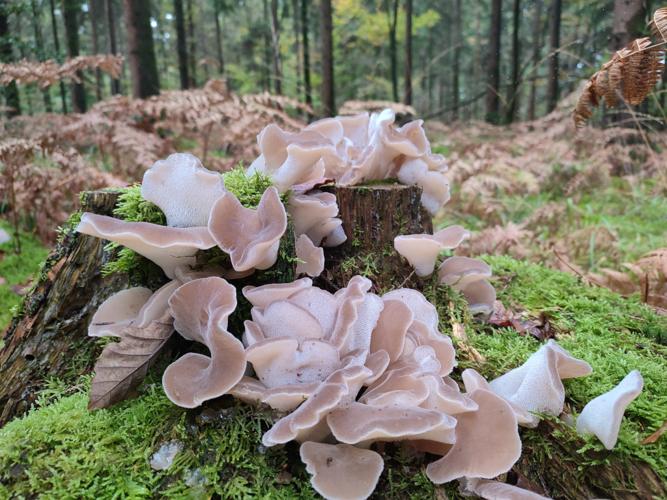 Faux hydne gélatineux (Pseudohydnum gelatinosum) © Morvan Debroize