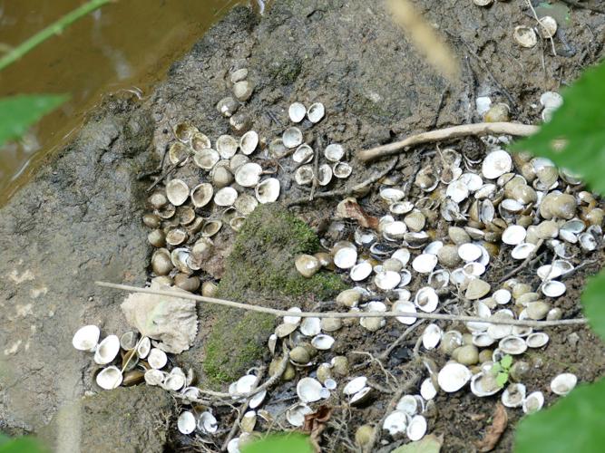 Corbicule asiatique (Corbicula fluminea) © François Lévêque