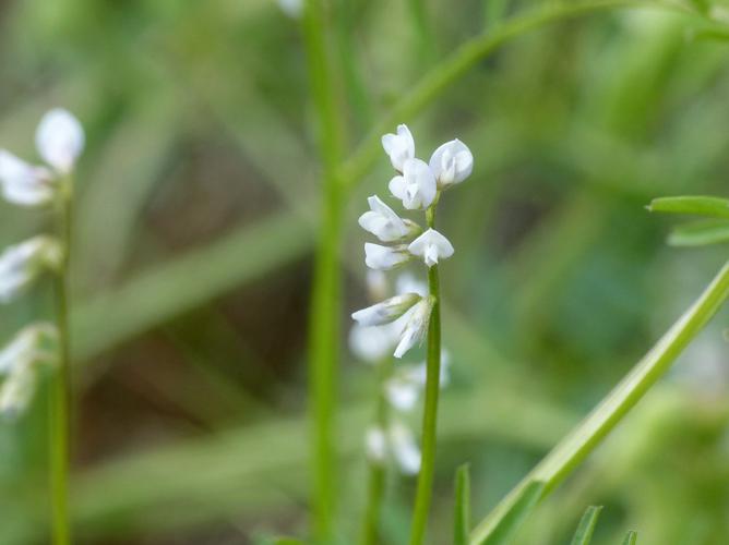 Vesce hérissée (Vicia hirsuta) © Morvan Debroize