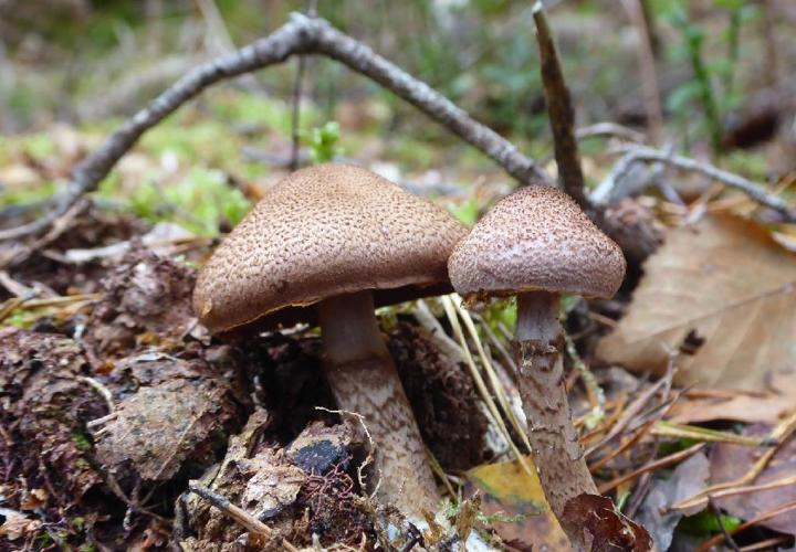 Cortinaire écailleux (Cortinarius pholideus) © Abbaye de la Trappe