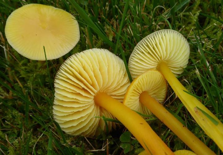 Hygrocybe chlorophana © Abbaye de la Trappe