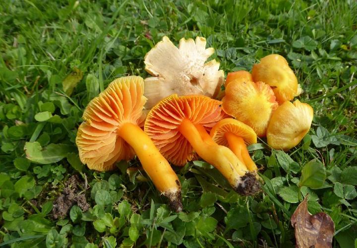 Hygrocybe quieta © Abbaye de la Trappe