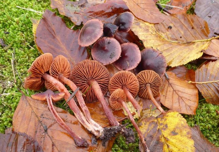 Cortinarius anthracinus © Abbaye de la Trappe