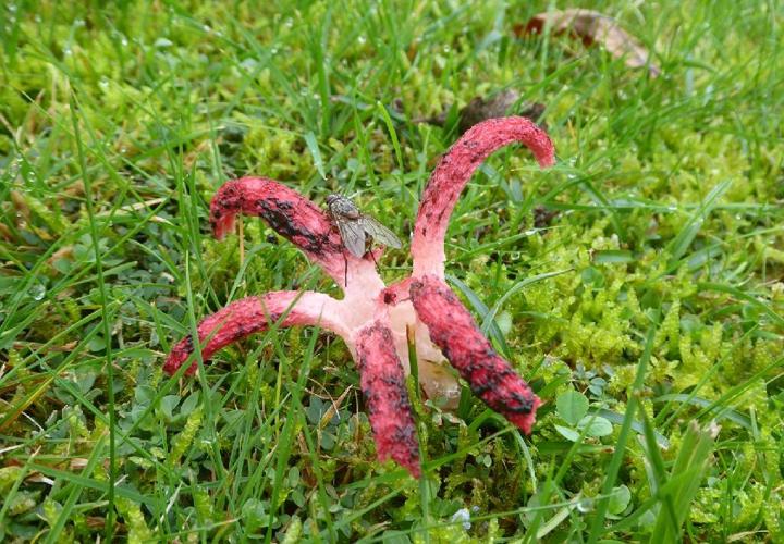 Anthurus étoilé (Clathrus archeri) © Abbaye de la Trappe