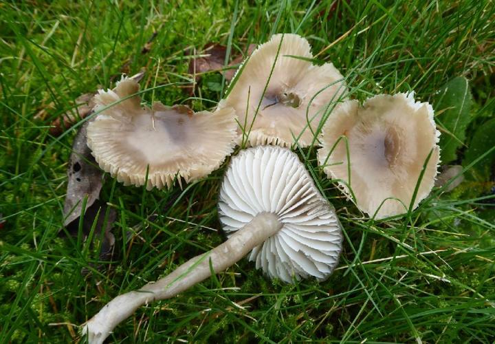 Hygrocybe unguinosa © Abbaye de la Trappe