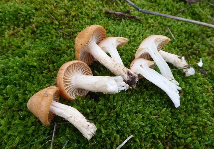 Hygrophore des prés (Cuphophyllus pratensis) © Abbaye de la Trappe