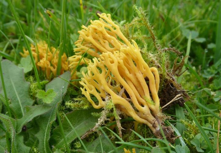 Clavulinopsis corniculata (Clavaire cornue) © Abbaye de la Trappe