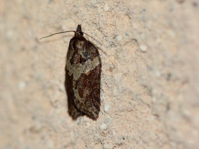 Acleris hastiana © Christina Bot